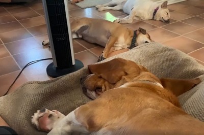  Codzienna porcja ciekawych i zabawnych filmików #174