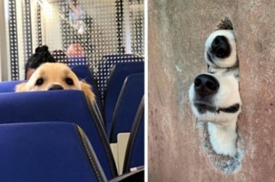 Ci szczęściarze pochwalili się zdjęciami z  nieoczekiwanych spotkań z pieskami