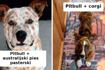 20 uroczych krzyżówek pitbulli z innymi rasami. Wyglądają niezwykle 