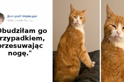 17 dominujących kotów, które pokazują właścicielom kto naprawdę rządzi w domu