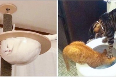 21 zdjęć kotów które sprawią, że nawet  ponuraki muszą się uśmiechnąć