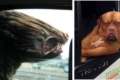 20 psów, które naprawdę nie potrafią się zachować podczas jazdy samochodem