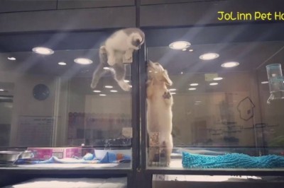 Codzienna porcja ciekawych i zabawnych filmików #196