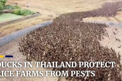 Codzienna porcja ciekawych i zabawnych filmików #198