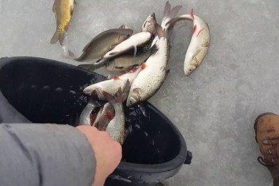 Nielegalne dzikie zarybianie z ciekawym komentarzem