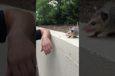 Codzienna porcja ciekawych i zabawnych filmików #207