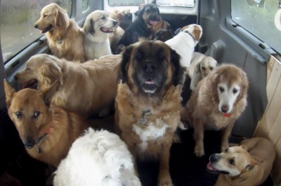 Kiedy Ty jesteś w pracy, Twój pies idzie do szkoły. Rewelacyjny pomysł