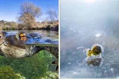 30 fenomenalnych zdjęć z tegorocznego konkursu fotografii makro
