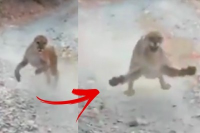 Kiedy idziesz sobie pobiegać, ale nagle trafiasz na pumę 