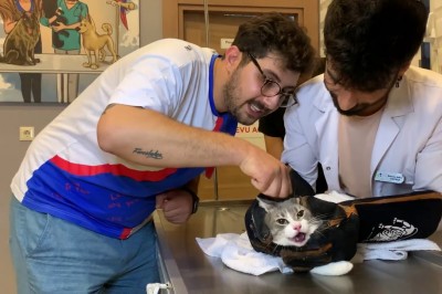 Kot z piekła rodem i jego wizyta u weterynarza 