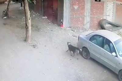 Kot obronił małego chłopca przed agresywnym psem