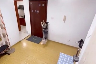 Husky odbiera paczkę od kuriera. Konkretnie go zaskoczył