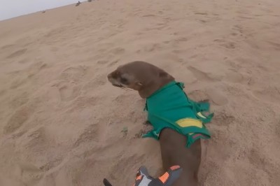 Codzienna porcja ciekawych i zabawnych filmików #245