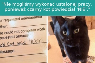 17 zabawnych zdjęć pokazujących, że koty to złośliwe stworzenia