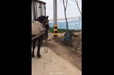 Gdy masz konia za przyjaciela i akurat wracasz z imprezy