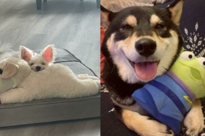 20 zdjęć, które udowadniają, że każde stworzenie potrzebuje zabawek