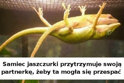 Niezwykłe zwierzęta dla których „niemożliwe” nie istnieje. Potrafią zawstydzić ludzi