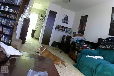 Pies przegryzł baterię i o mało nie spalił domu. Nagranie z monitoringu