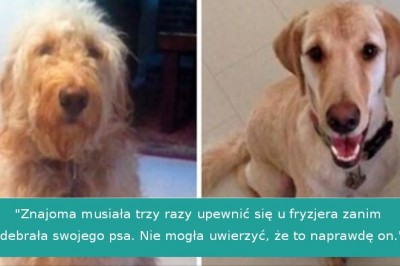 16 osób, które zabrały swojego psa do fryzjera i odebrały zupełnie nowe zwierzę