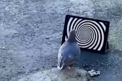 Codzienna porcja ciekawych i zabawnych filmików #304