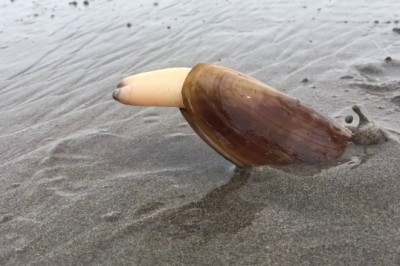 Codzienna porcja ciekawych i zabawnych filmików #308