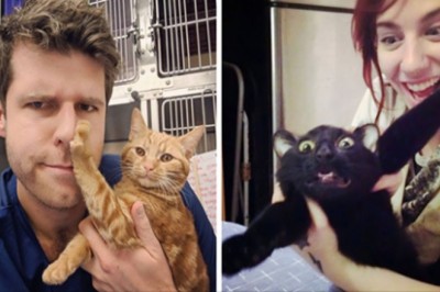 Te koty powiedziały stanowcze „Nie!” przytulaniu ze strony właścicieli