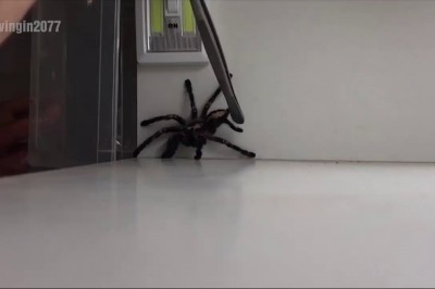 Łapanie pająka. Ten filmik jest tylko dla ludzi o mocnych nerwach