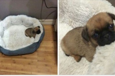 Seria zdjęć, która rozjaśni Ci  nawet najsmutniejszy dzień. Czysta słodycz