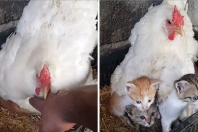 Mężczyzna odkrył, że jego kura opiekuje się  trzema porzuconymi kociętami