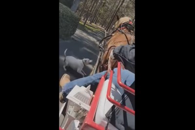 Pit bull bez kagańca i smyczy zaatakował konia w parku 