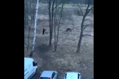 Tak wygląda poranne wyjście z pieskiem na spacer w Krakowie 