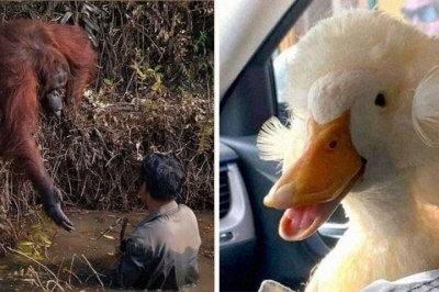 30 nietypowych zdjęć zwierząt, które swoją oryginalnością przyciągają wzrok 