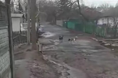 Pies spóźnił się do roboty, ale od razu wziął się do pracy 