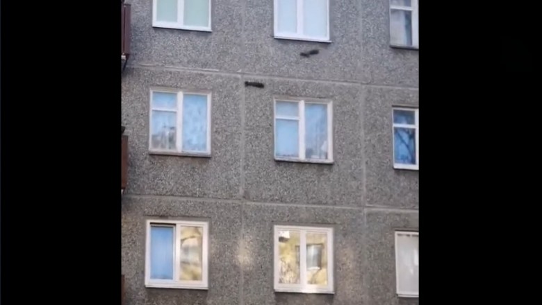 Wiewiórki biegające po ścianie bloku. Wygląda to surrealistycznie