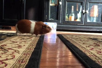 Codzienna porcja ciekawych i zabawnych filmików #322