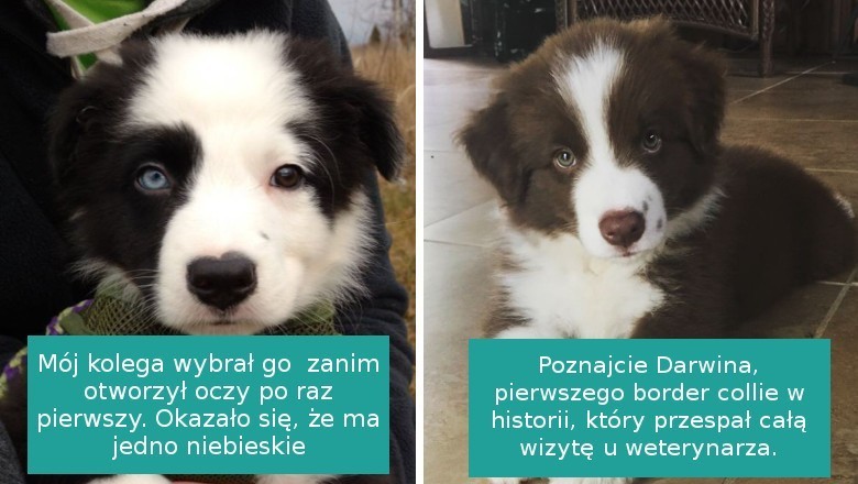 15 zdjęć Border Collie, pokazujących cudowną i ciepłą naturę tych psów