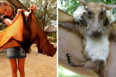 15 niezwykłych gatunków nietoperzy, których nie zobaczymy w Polsce