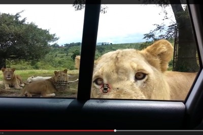 Kiedy jesteś tak głodny, że chcesz wyciągnąć jedzenie z auta 