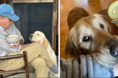 16 psów, które marzą, by podkraść swoim właścicielom trochę jedzenia