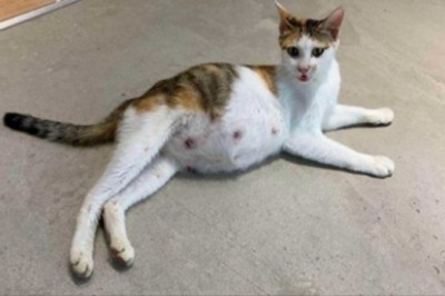 Przygarnęła bezdomną ciężarną kotkę. Jej biuro zamienia się w dom dla 9 kociaków