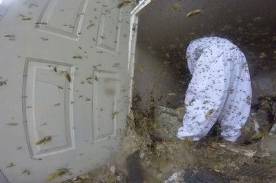 Tak wygląda usuwanie gniazda szerszeni. To jest hardcorowa robota