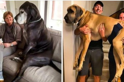 20 olbrzymich zwierzaków, które nie zdają sobie sprawy ze swojego rozmiaru