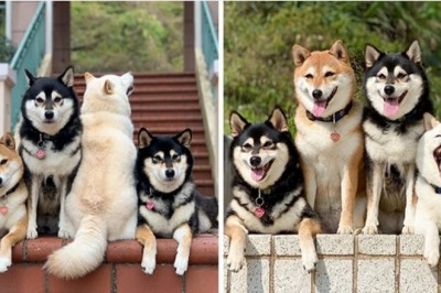 Ten Shiba Inu z premedytacją potrafi zepsuć każdą grupową fotografie