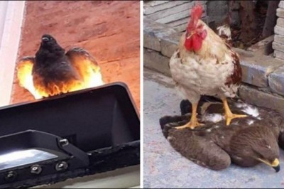 20 zdjęć niebezpiecznych ptaków których nie chciałbyś spotkać na swojej drodze 