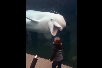 Codzienna porcja ciekawych i zabawnych filmików #348