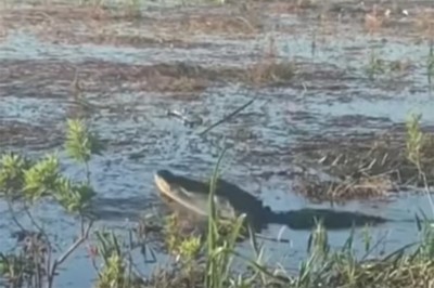 Aligator połyka drona. Skrajna nieodpowiedzialność turystów