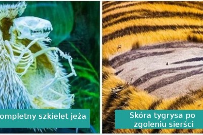 Te fotografie udowadniają nam, że natura jest pełna tajemnic i niespodzianek 