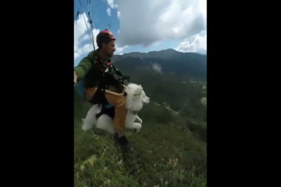 Pies, który uwielbia latać razem ze swoim właścicielem 