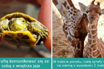 15 uroczych zdjęć i ciekawostek dotyczących młodych wielu gatunków zwierząt