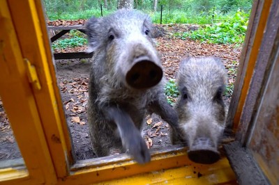 Kiedy z rana odwiedza Cię dwóch głodnych ziomków